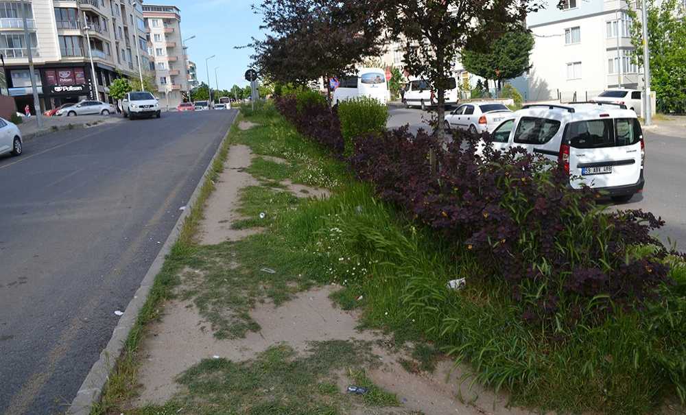 Refüjler Ve Parklar Bakım İstiyor