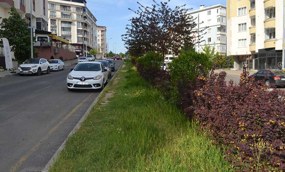 Refüjler Ve Parklar Bakım İstiyor