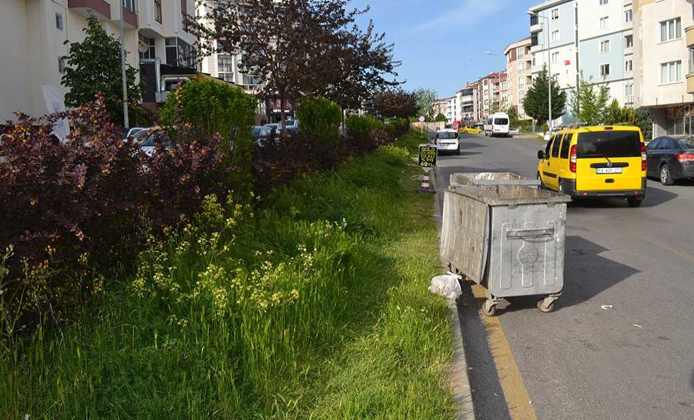 Refüjler Ve Parklar Bakım İstiyor