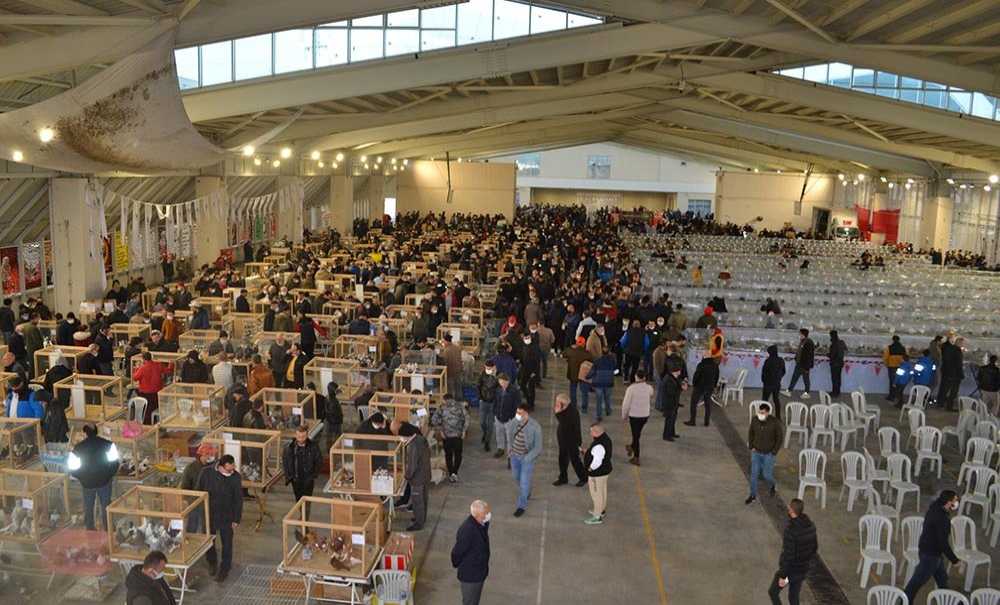 Evcil Kanatlılar Festivali Pazar Günü Başlıyor