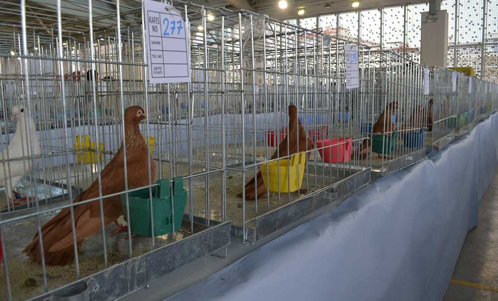 Festival Büyük İlgi Gördü