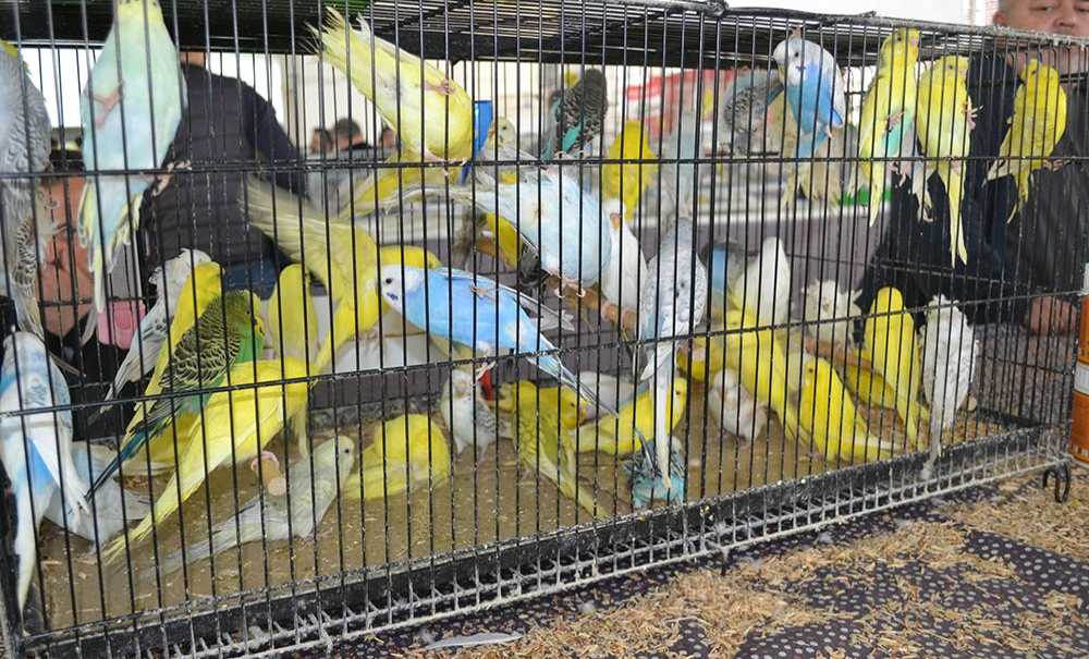 Festival Büyük İlgi Gördü