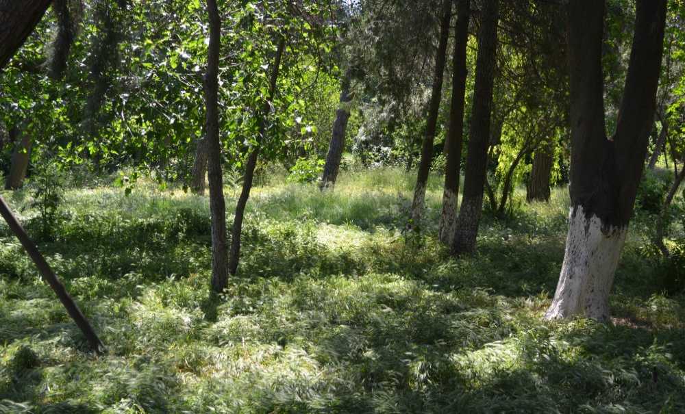 Hastanenin Bahçesinde Otlar Diz Boyu