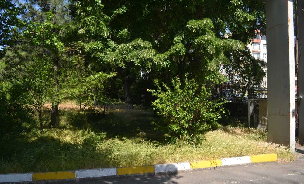 Hastanenin Bahçesinde Otlar Diz Boyu