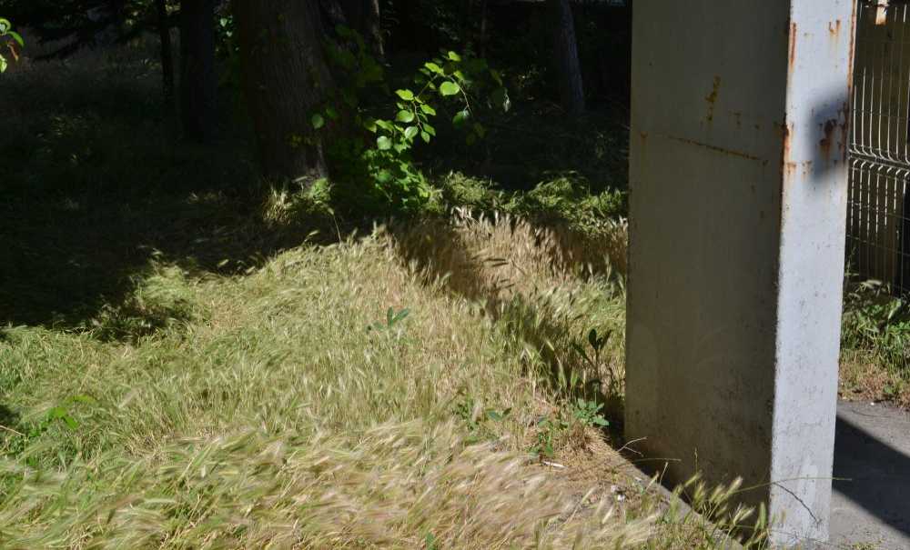 Hastanenin Bahçesinde Otlar Diz Boyu