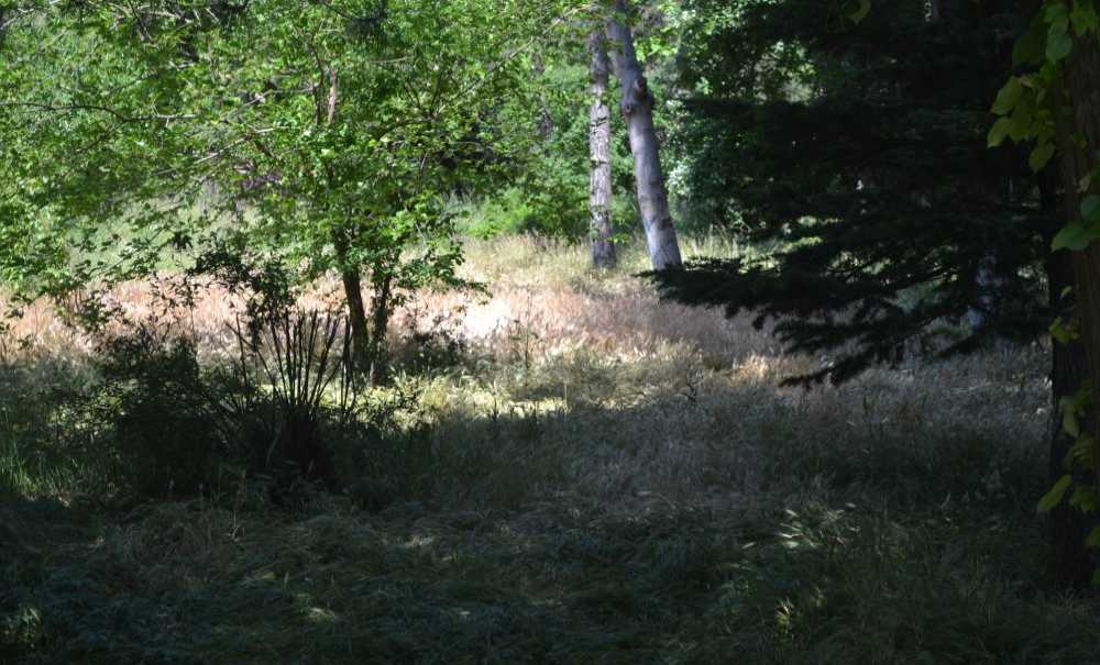 Hastanenin Bahçesinde Otlar Diz Boyu