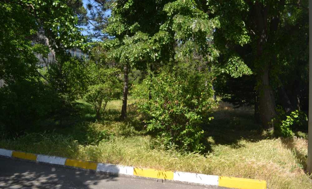 Hastanenin Bahçesinde Otlar Diz Boyu