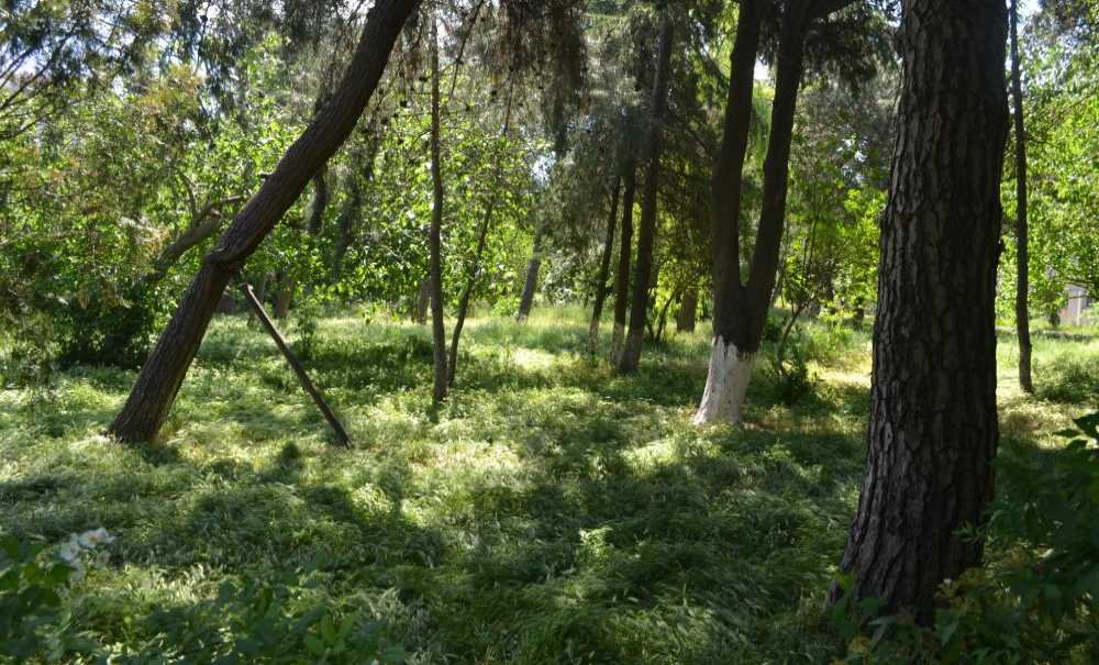 Hastanenin Bahçesinde Otlar Diz Boyu