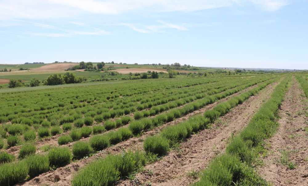İstanbullu Çift Edirne'de Lavanta Üreticisi Oldu