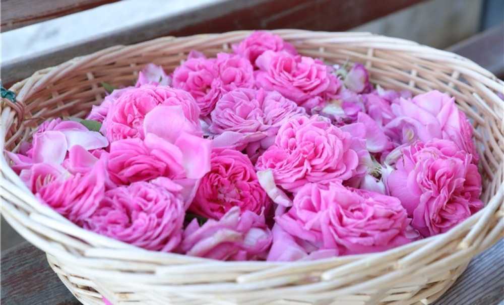 Edirne'de Gül Hasadı Şenliği Düzenlendi