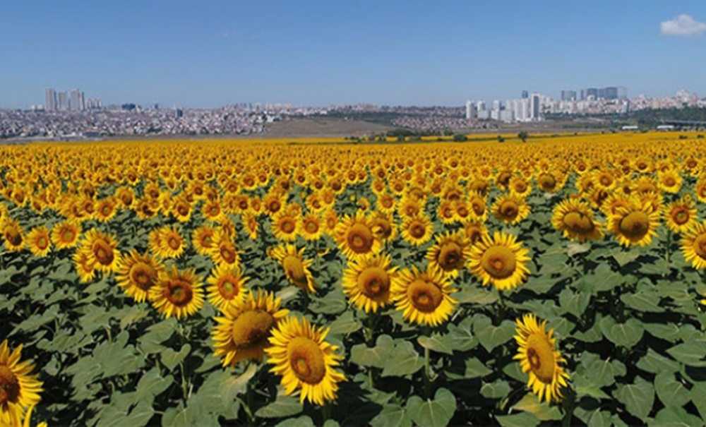 Akaryakıt Artışları Çiftçiyi Olumsuz Etkiliyor