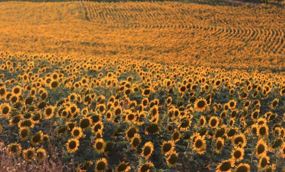Akaryakıt Artışları Çiftçiyi Olumsuz Etkiliyor