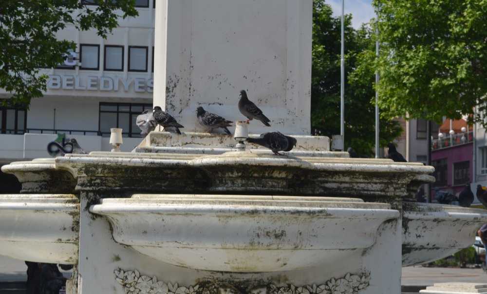 Güvercinler Susuz Kalıyor