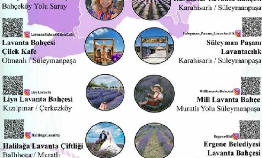 Ergene Belediyesi Lavanta Bahçesi Tekirdağ Lavanta Rotasına Dahil Edildi