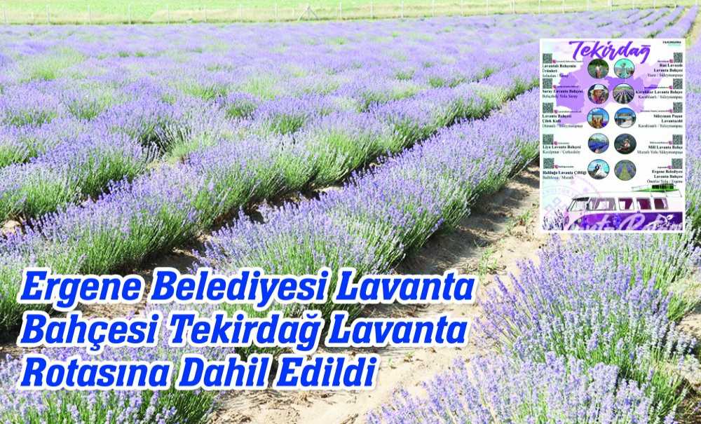 Ergene Belediyesi Lavanta Bahçesi Tekirdağ Lavanta Rotasına Dahil Edildi