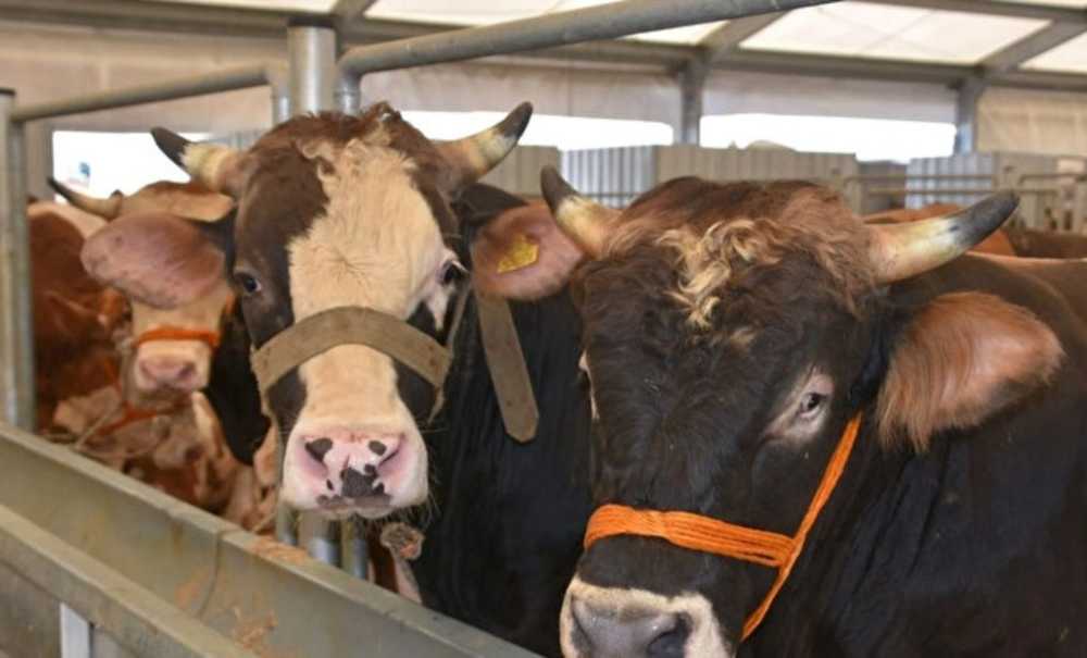 Kurbanlıklar Cep Yakıyor