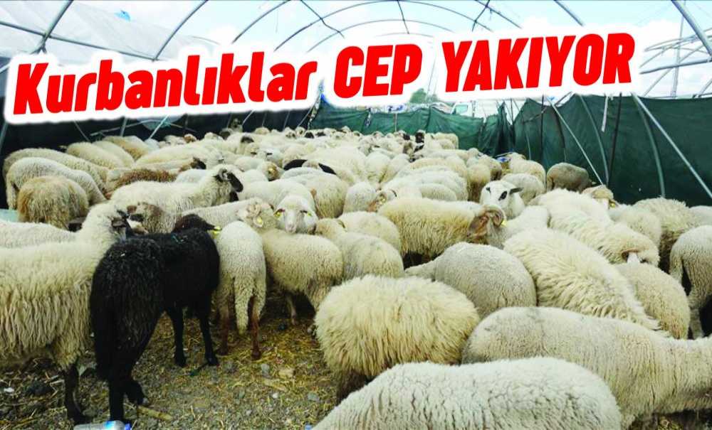 Kurbanlıklar Cep Yakıyor