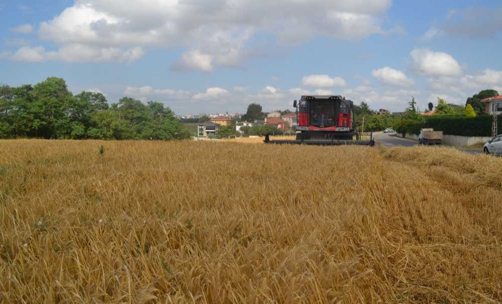 Buğday Hasadı Başladı