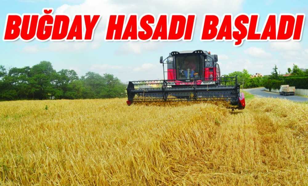 Buğday Hasadı Başladı