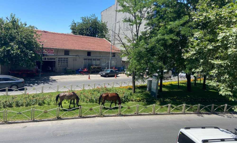Saldım Çayıra Mevla'm Kayıra
