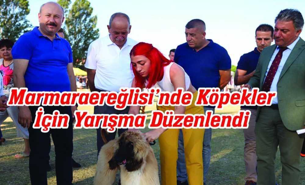 Marmaraereğlisi'nde Köpekler İçin Yarışma Düzenlendi