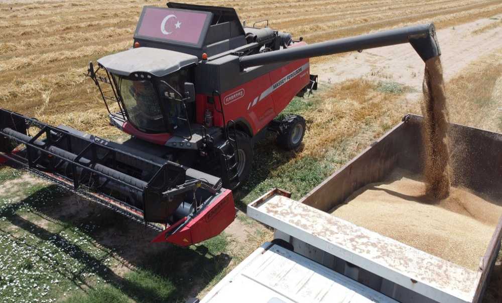 Hasat Edilen Buğdaylar Sofralarla Buluşacak
