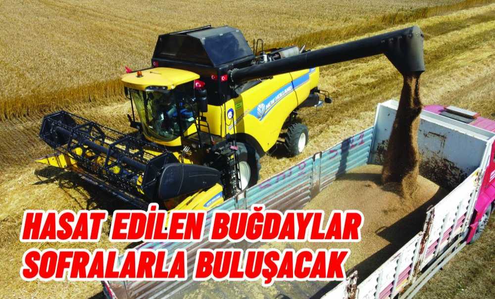Hasat Edilen Buğdaylar Sofralarla Buluşacak