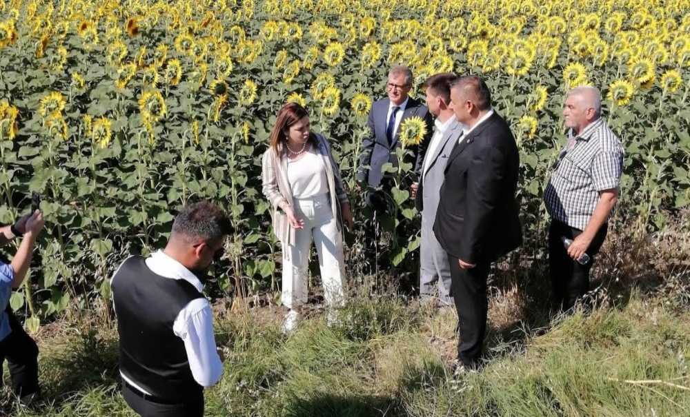 Mhp, Çayır Tırtılı İle İlgili Mücadele Başlattı