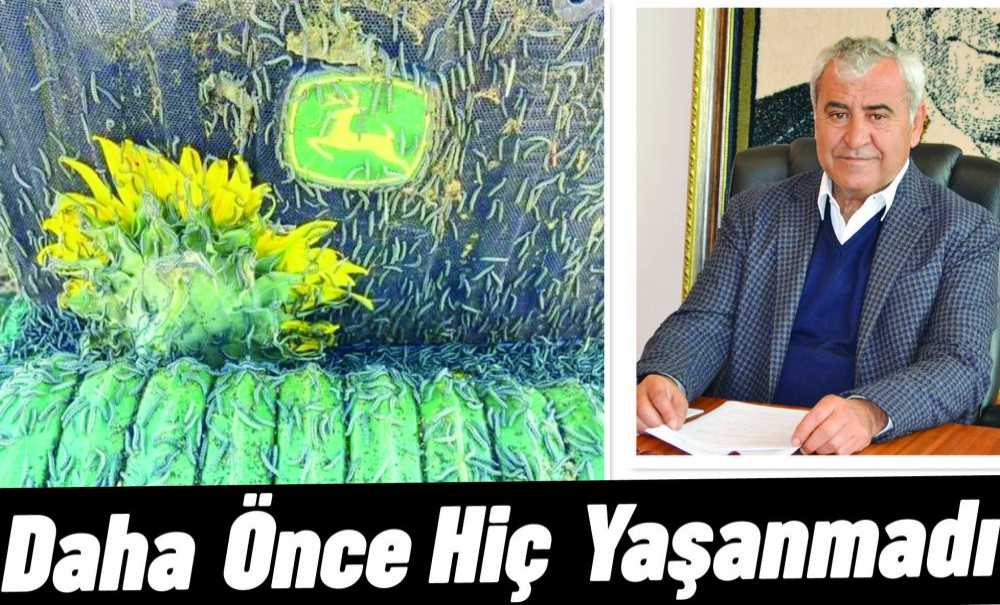 Tırtıl İstilası Daha Önce Hiç Yaşanmadı