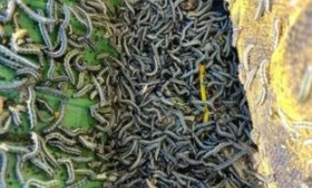 Trakya'da Yangın Var