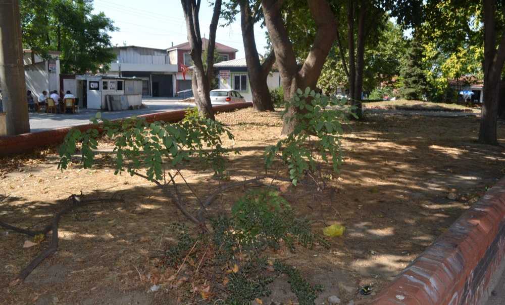 “Park Demeye Bin Şahit İster”