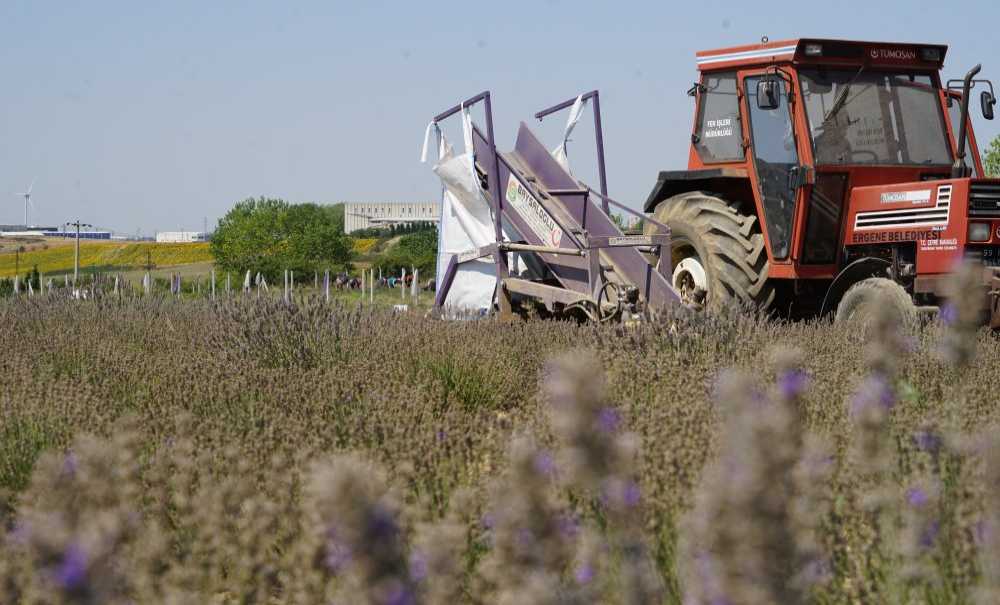 Mor Renkli Tarlalarda Lavanta Hasadı Yapıldı