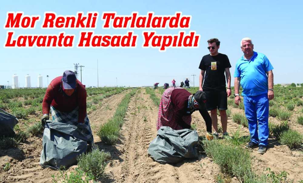 Mor Renkli Tarlalarda Lavanta Hasadı Yapıldı