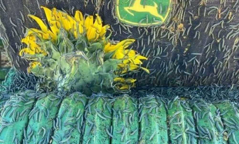 Çayır Tırtılı Ve Kuraklık Ayçiçeğinde Verimi Düşürdü