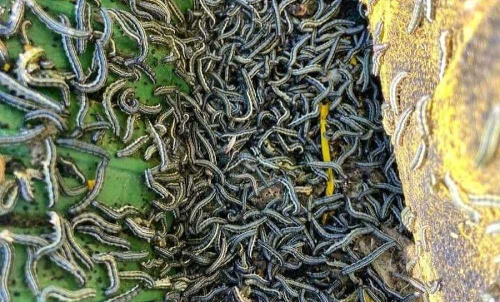 Çayır Tırtılı Ve Kuraklık Ayçiçeğinde Verimi Düşürdü