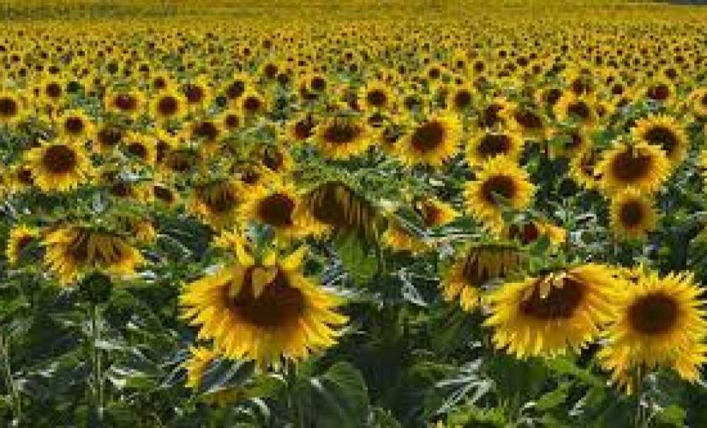 Çayır Tırtılı Ve Kuraklık Ayçiçeğinde Verimi Düşürdü