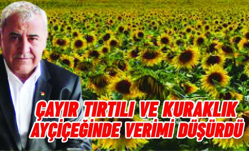 Çayır Tırtılı Ve Kuraklık Ayçiçeğinde Verimi Düşürdü