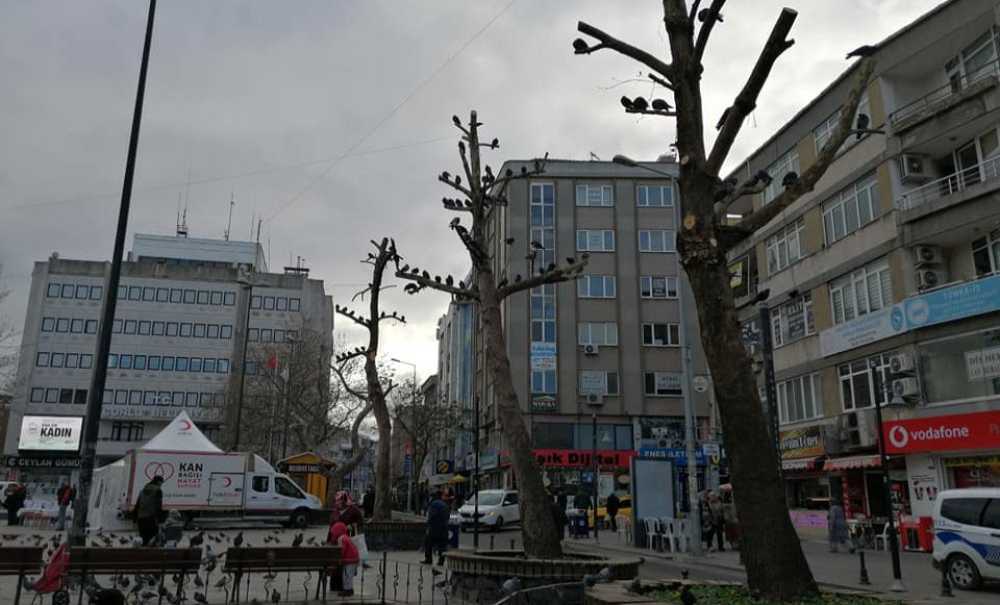 Budanan Ağaçlar 3 Yılda Yenilendi