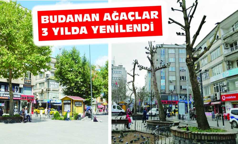 Budanan Ağaçlar 3 Yılda Yenilendi