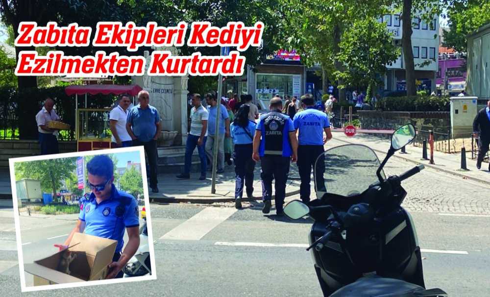 Zabıta Ekipleri Kediyi Ezilmekten Kurtardı