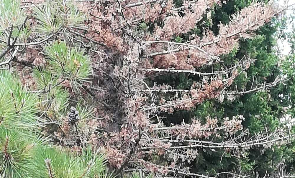 Otlar Biçildi Fakat Etraf Pislik İçinde