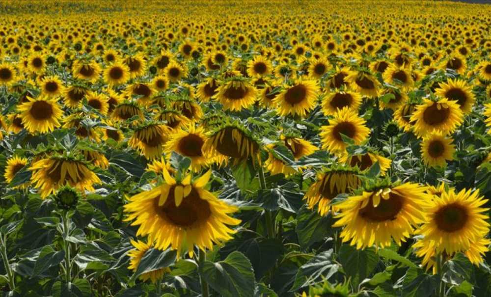 Çayır Tırtılı Yüzde 90 Bitti