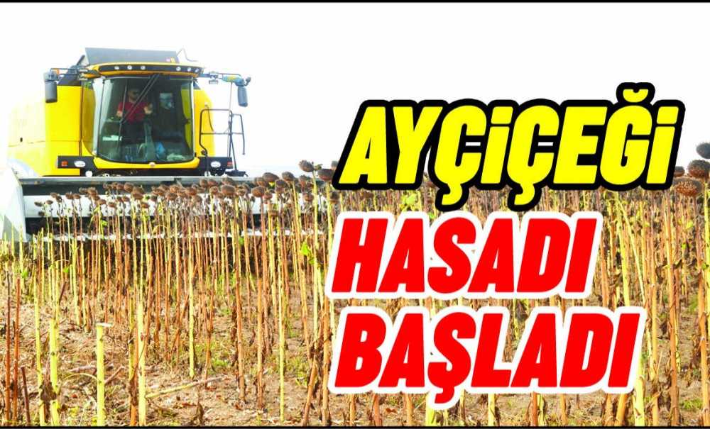 Ayçiçeği Hasadı Başladı