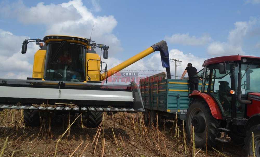 Ayçiçeği Hasadı Başladı