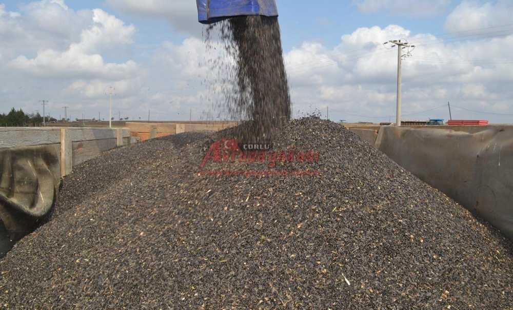 Ayçiçeği Hasadı Başladı