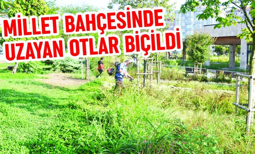 Millet Bahçesinde Uzayan Otlar Biçildi