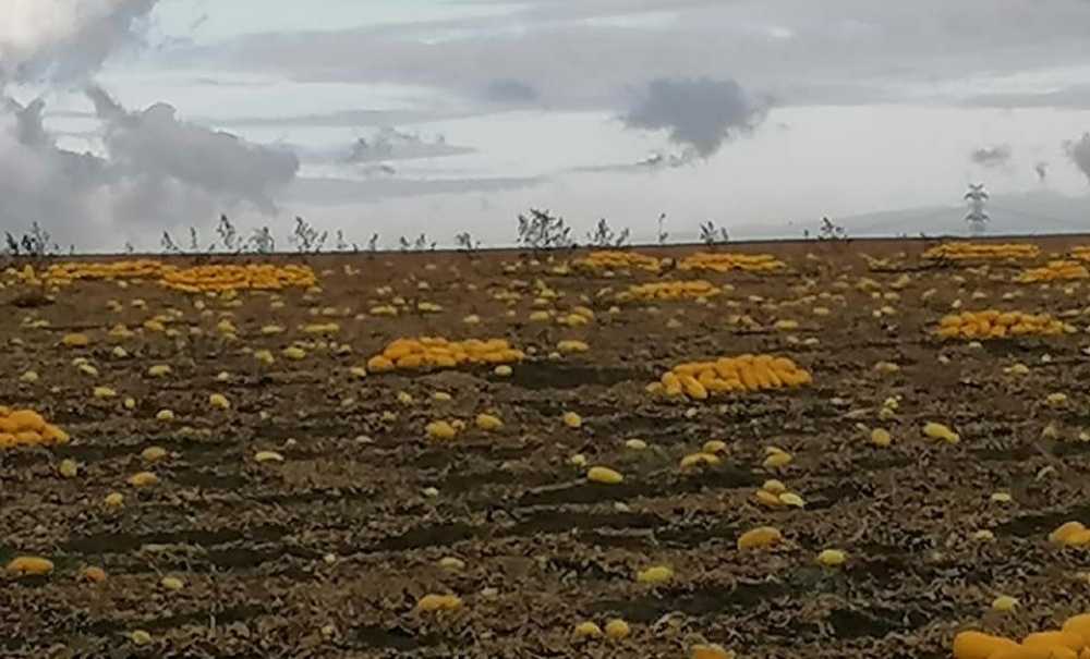 Seymen Kavununa İlgi Yoğun