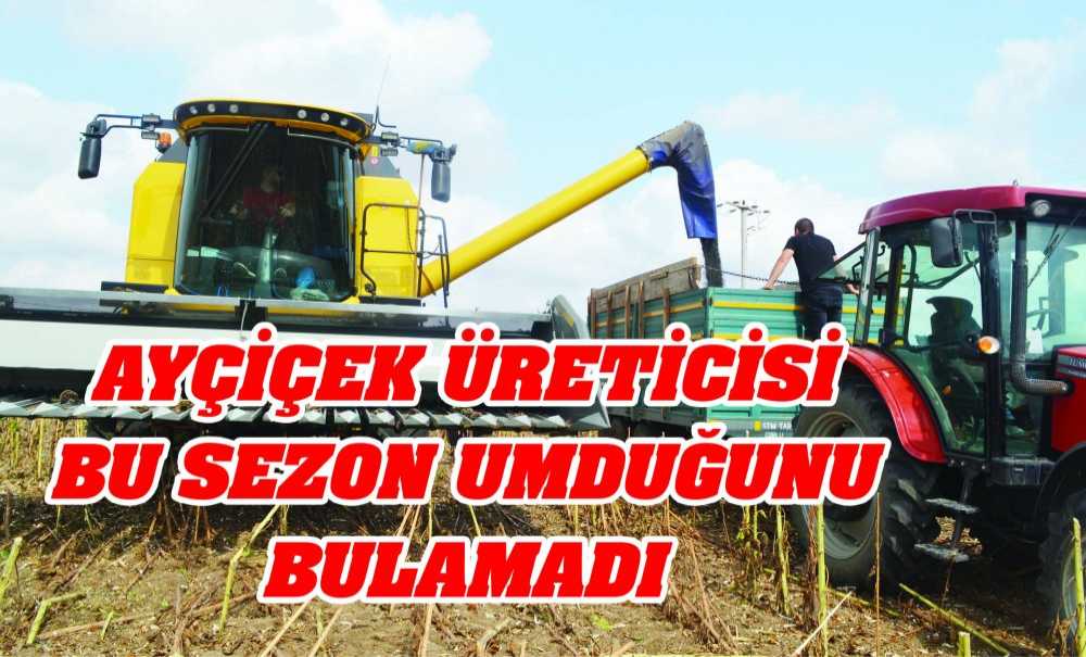 Ayçiçek Üreticisi Bu Sezon Umduğunu Bulamadı