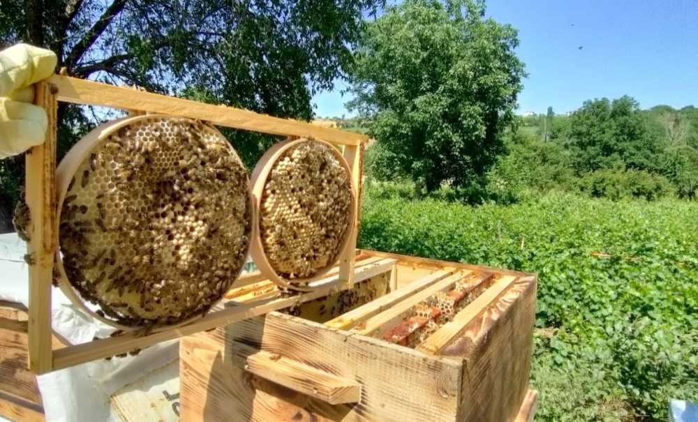 Hobi Olarak Başladı, Üretimini Çoğalttı