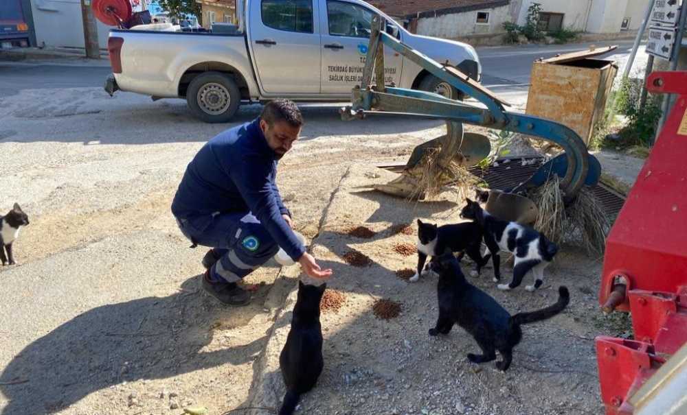 Büyükşehir, Sokak Hayvanlarını Unutmuyor